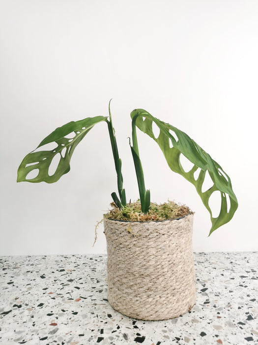 Monstera epipremnoides esqueleto