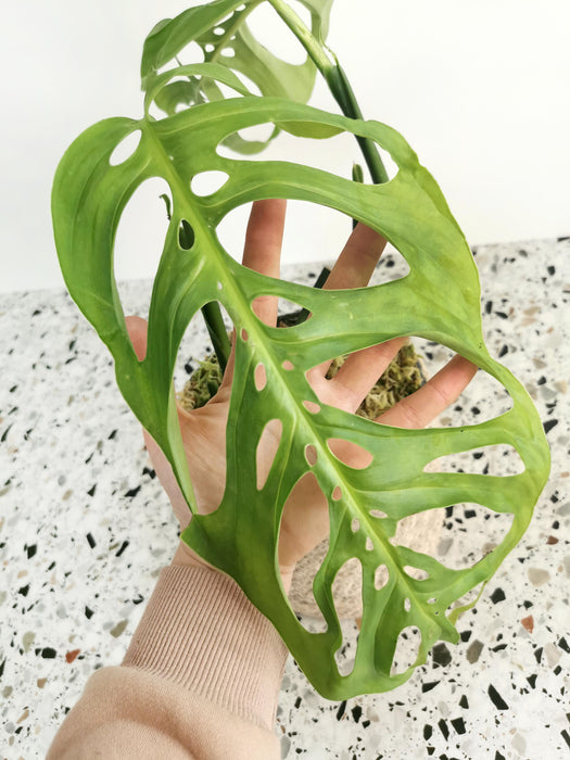 Monstera epipremnoides esqueleto