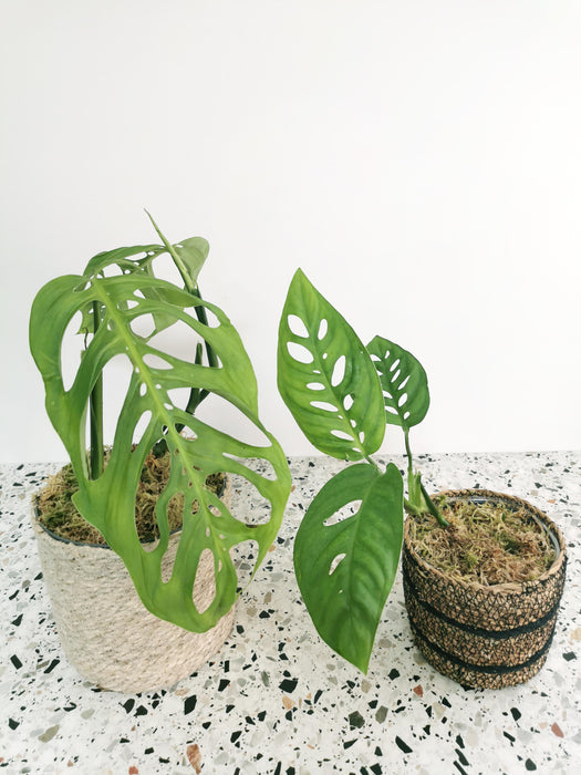 Monstera epipremnoides esqueleto