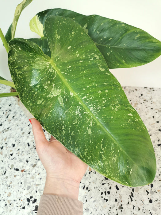 Philodendron jose buono