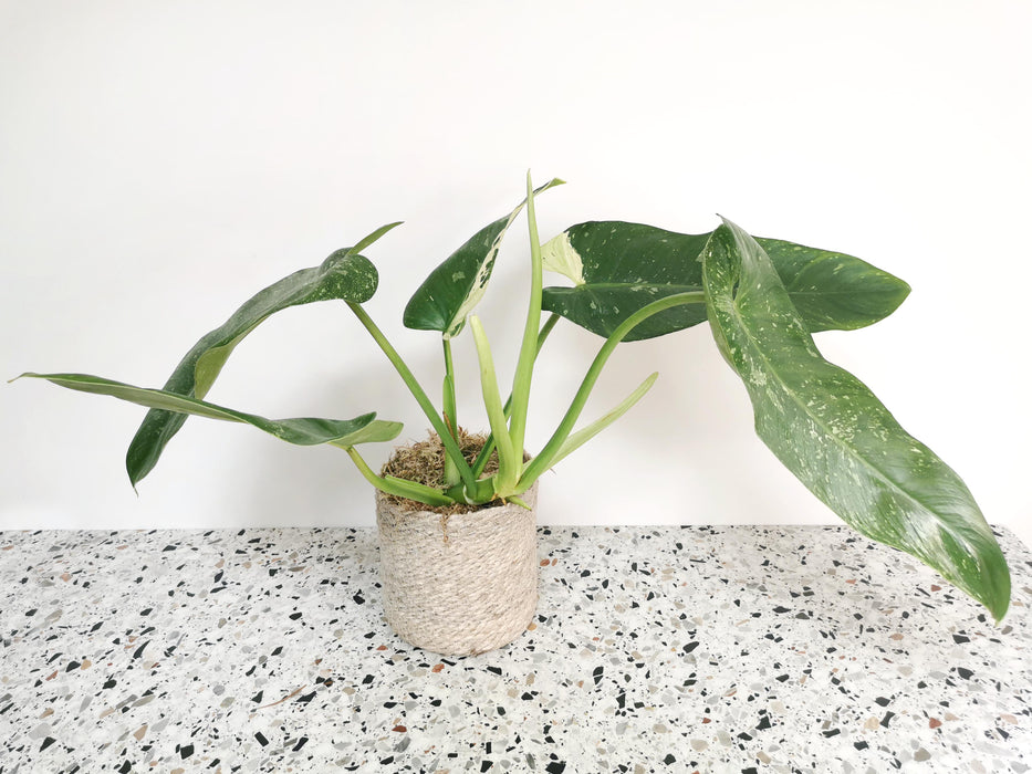 Philodendron jose buono