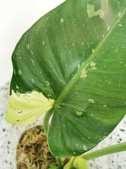 Philodendron jose buono