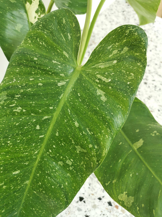 Philodendron jose buono