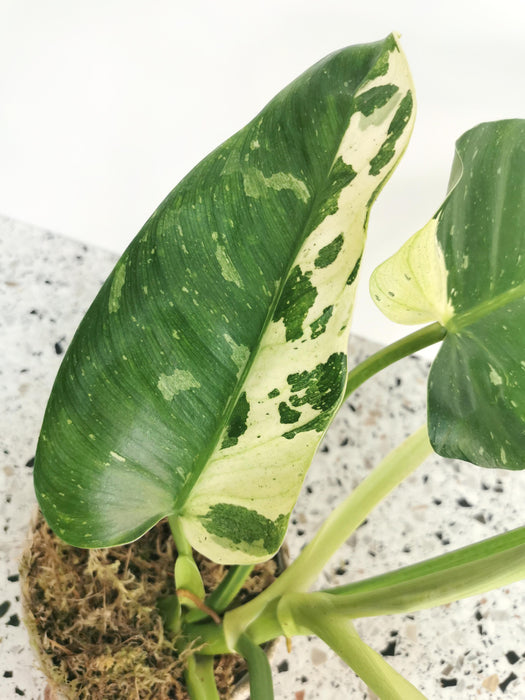 Philodendron jose buono