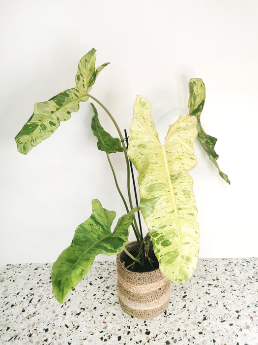 Philodendron paraiso verde - X-large
