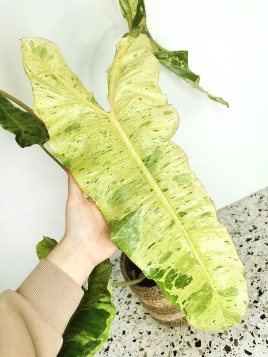 Philodendron paraiso verde - X-large