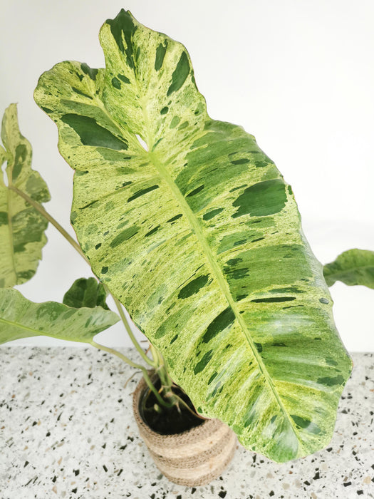 Philodendron paraiso verde - X-large