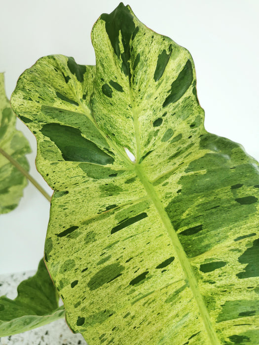 Philodendron paraiso verde - X-large