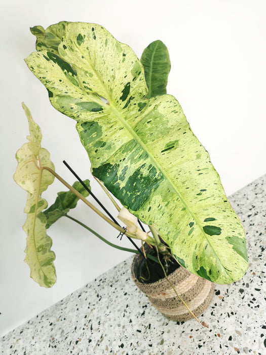 Philodendron paraiso verde - X-large