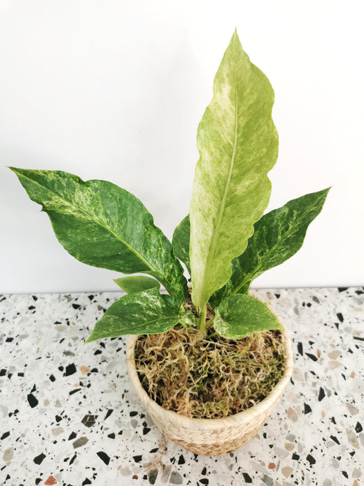 Anthurium hookeri variegata