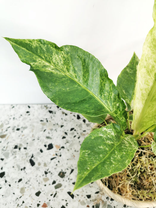 Anthurium hookeri variegata