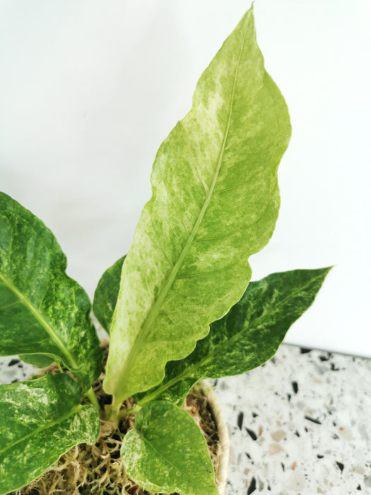Anthurium hookeri variegata