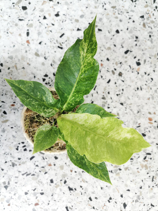 Anthurium hookeri variegata