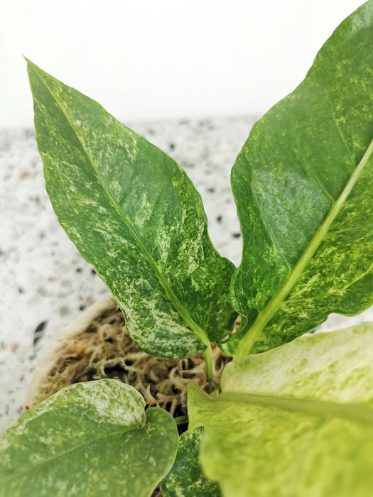 Anthurium hookeri variegata