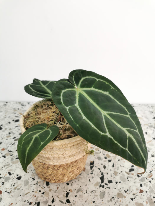 Anthurium crystallinum - medium