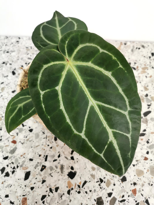 Anthurium crystallinum - medium