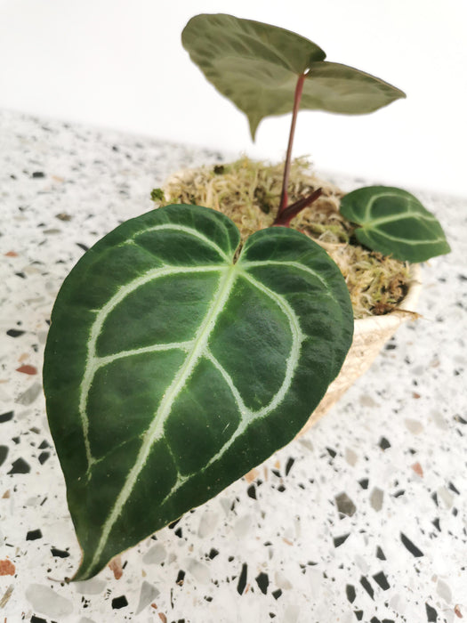 Anthurium crystallinum - medium