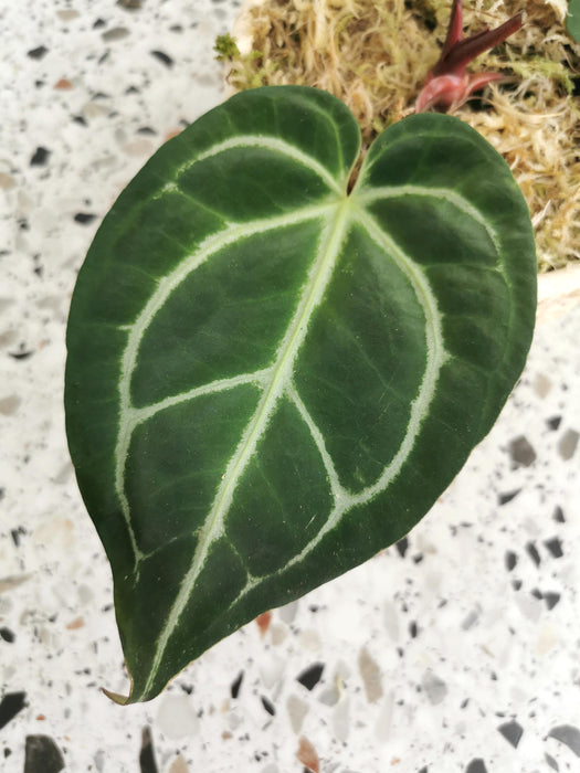 Anthurium crystallinum - medium