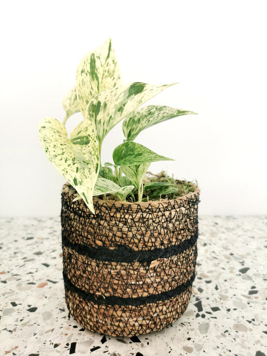 Scindapsus epipremnum snow queen