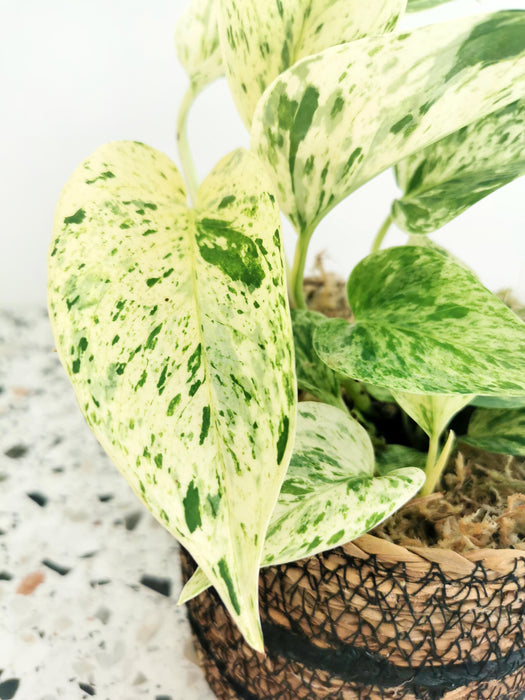 Scindapsus epipremnum snow queen