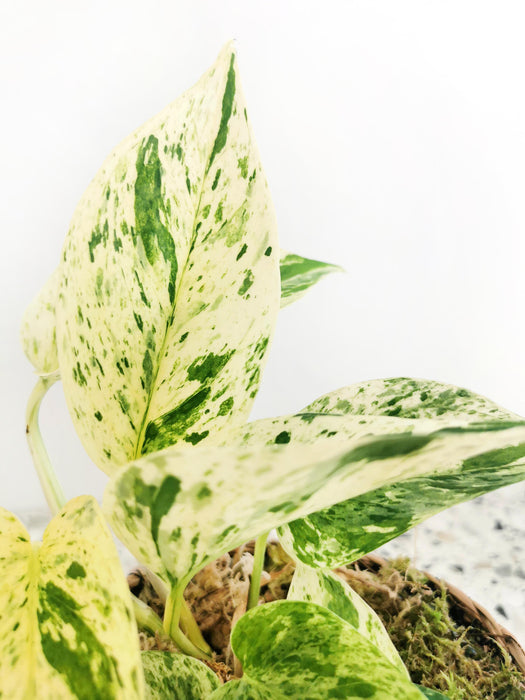 Scindapsus epipremnum snow queen