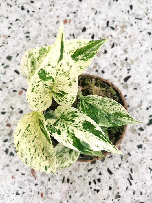 Scindapsus epipremnum snow queen