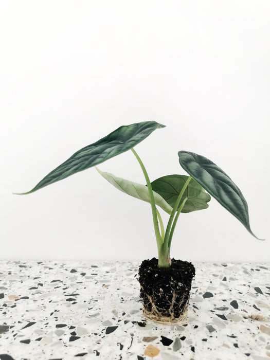 Alocasia dragon scale - small