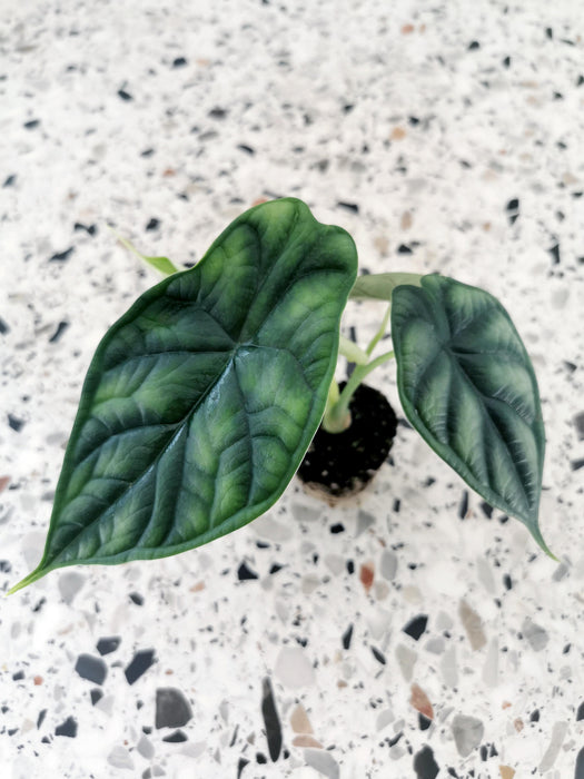 Alocasia dragon scale - small