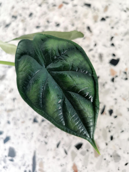 Alocasia dragon scale - small