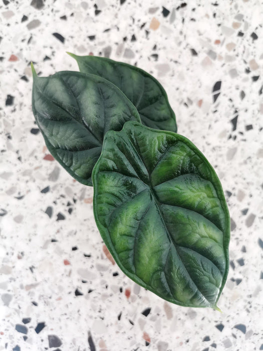 Alocasia dragon scale - small