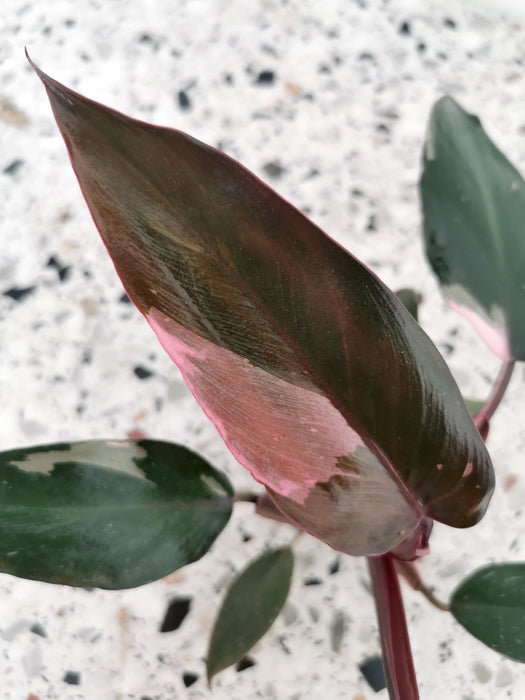 Philodendron pink princess - Small