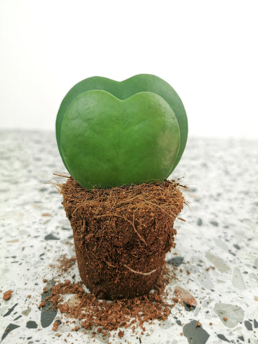 Hoya kerrii - double coeur
