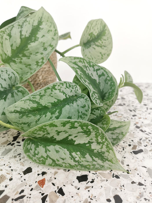 Scindapsus pothos pictus trebie