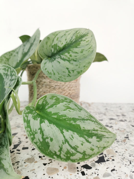 Scindapsus pothos pictus trebie