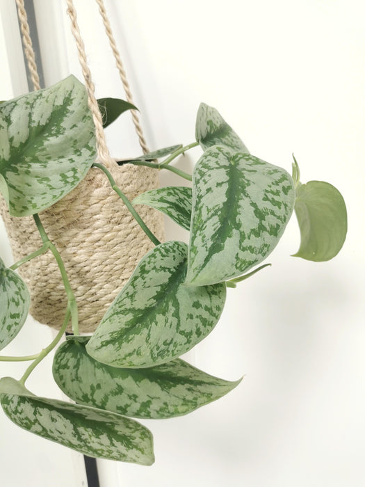 Scindapsus pothos pictus trebie