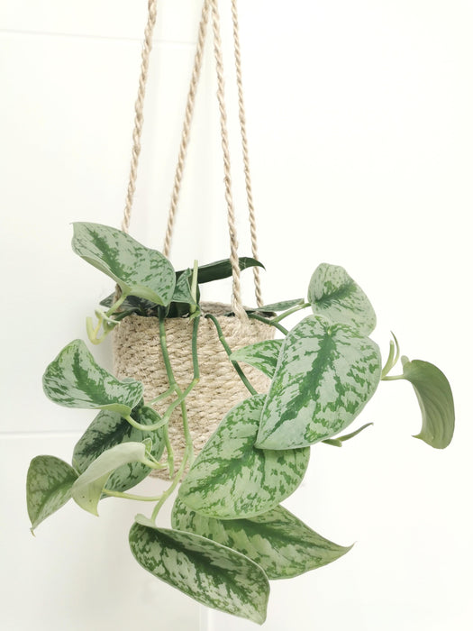 Scindapsus pothos pictus trebie