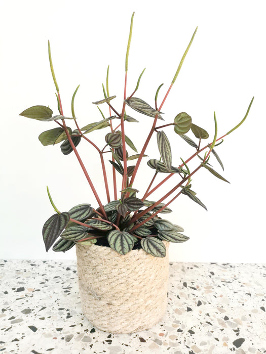 Peperomia piccolo banda