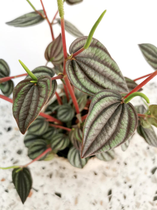 Peperomia piccolo banda