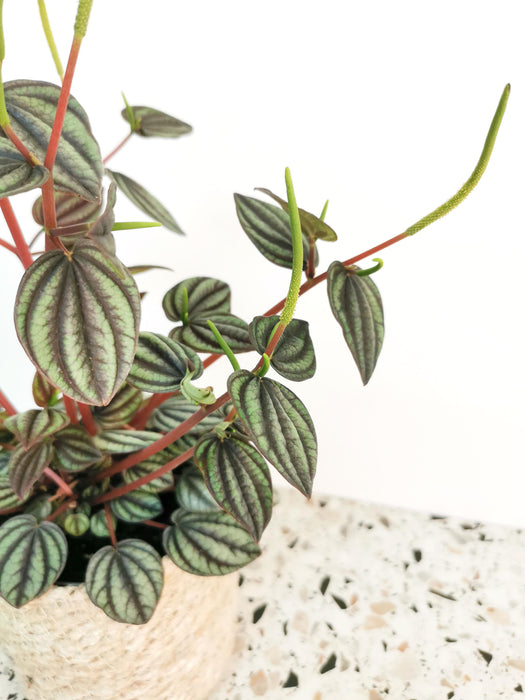 Peperomia piccolo banda