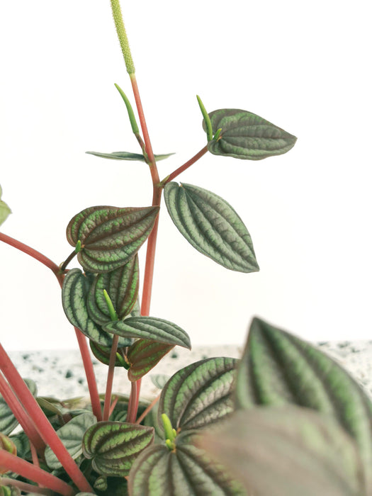 Peperomia piccolo banda