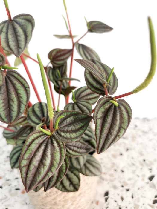 Peperomia piccolo banda