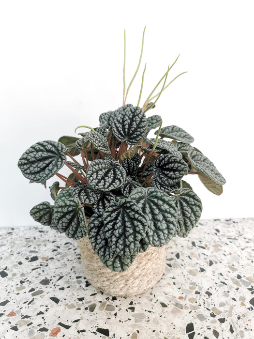 Peperomia burbella