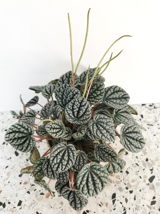 Peperomia burbella