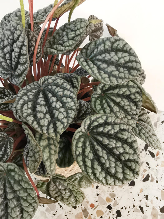 Peperomia burbella