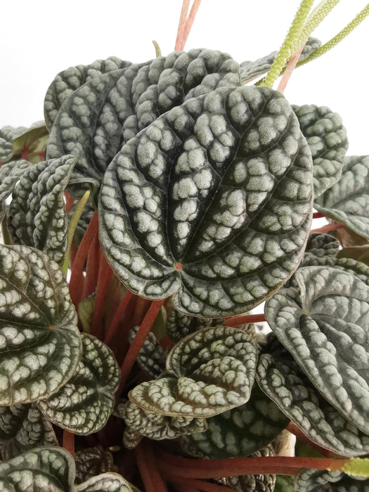 Peperomia burbella