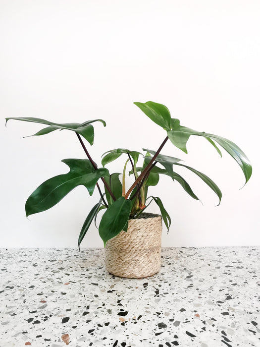 Philodendron florida