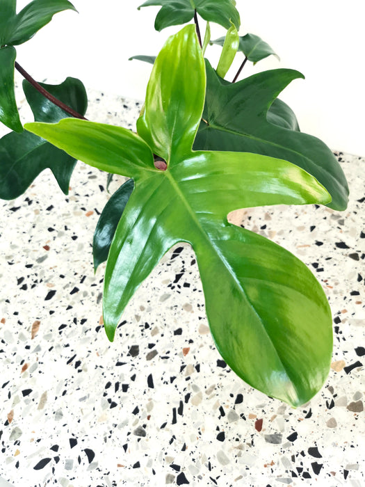 Philodendron florida