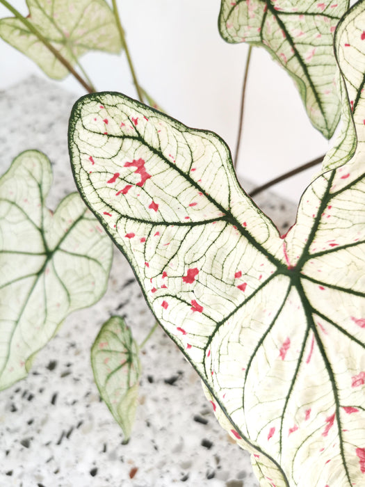 Caladium strawberry star