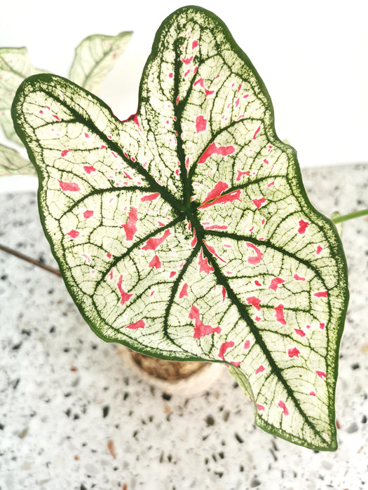 Caladium strawberry star