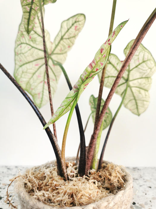 Caladium strawberry star